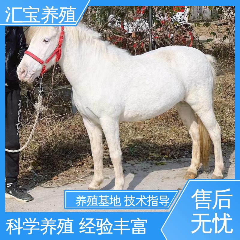 汇宝养殖 高端品种 进口矮马设特兰 包邮包运输 不易生病