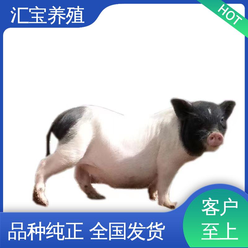 汇宝养殖 允许个人饲养 迷你巴 马香猪 可以自提 肉的特点