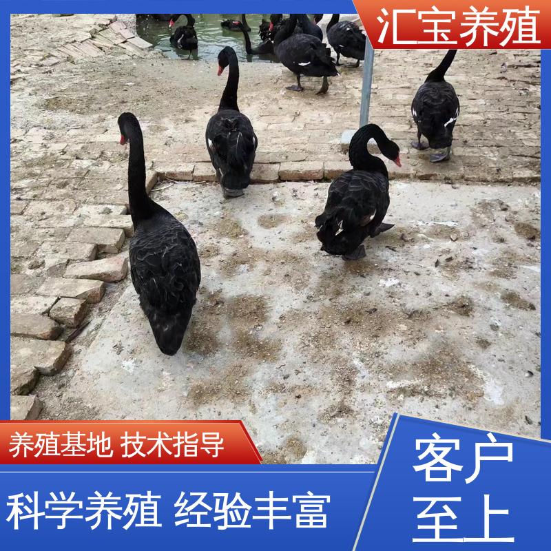 汇宝养殖 喂养方法 六个月青年黑天鹅 包邮包运输 提供技术指导