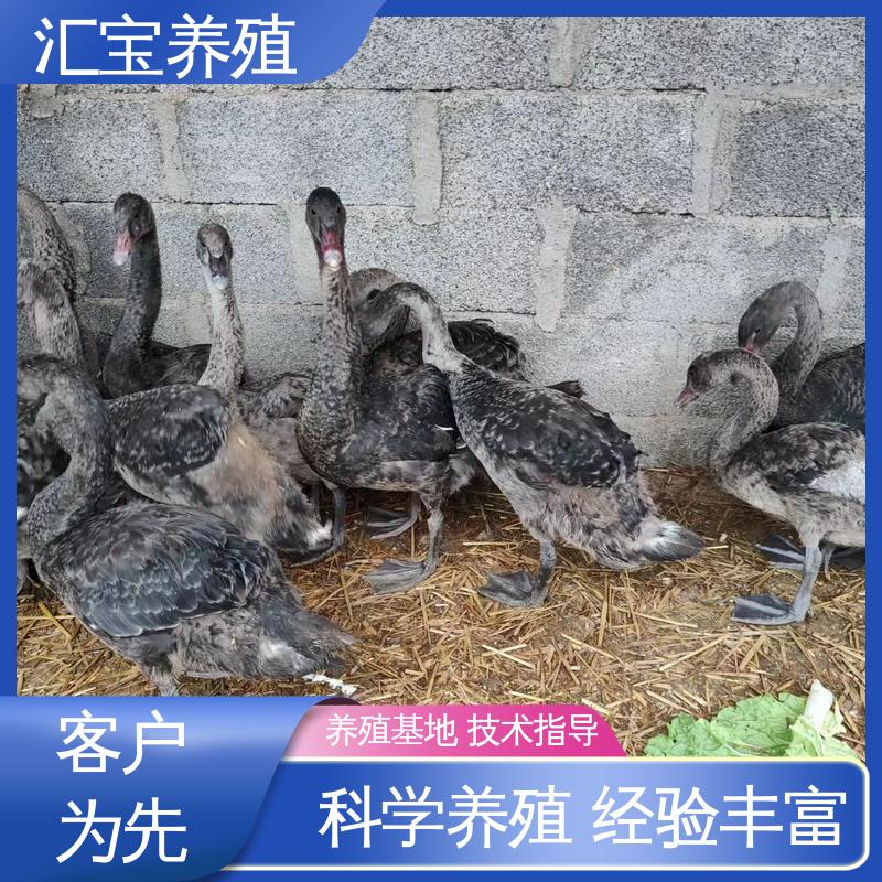 汇宝养殖 高端品种 一对黑天鹅 体型优美 动物园改良 不易生病