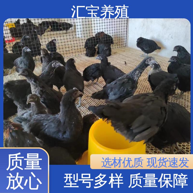 汇宝养殖 大红公鸡苗 种鸡蛋产蛋率高 批发基地