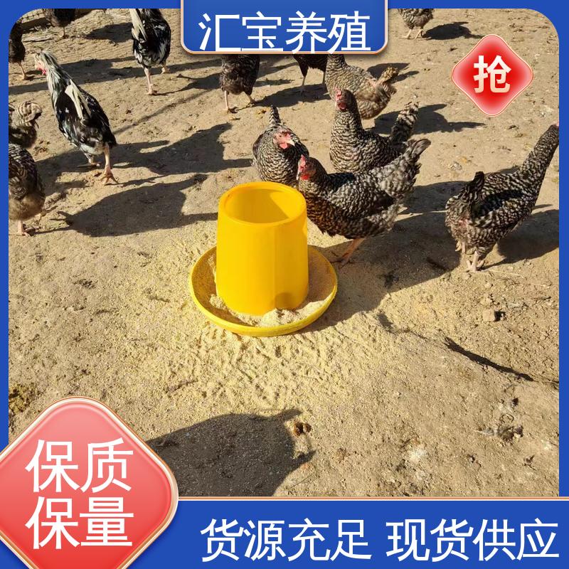 汇宝养殖 婆罗门鸡苗 种鸡蛋产蛋率高 厂家直供