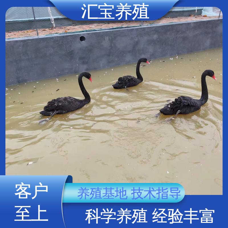 汇宝养殖 品种纯正 黑天鹅 抗病能力强 提供技术指导