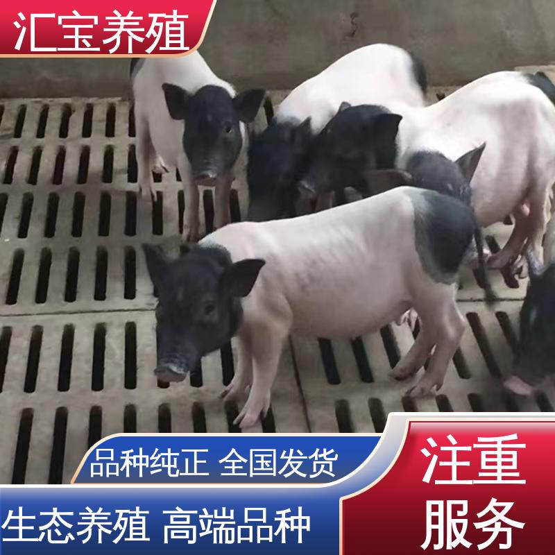 汇宝养殖 一窝十几头 巴 马香猪 品种繁多 厂家直供