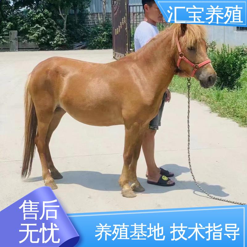 汇宝养殖 各种水果都可以吃 小矮马 一只起发 不易生病