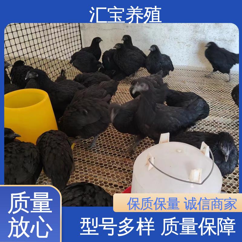 汇宝养殖 青脚麻鸡苗 成年可下蛋 低成本高回收