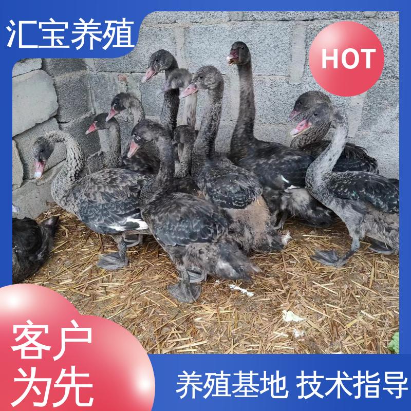 汇宝养殖 不易生病 品种纯正 包邮包运输 两年初产黑天鹅