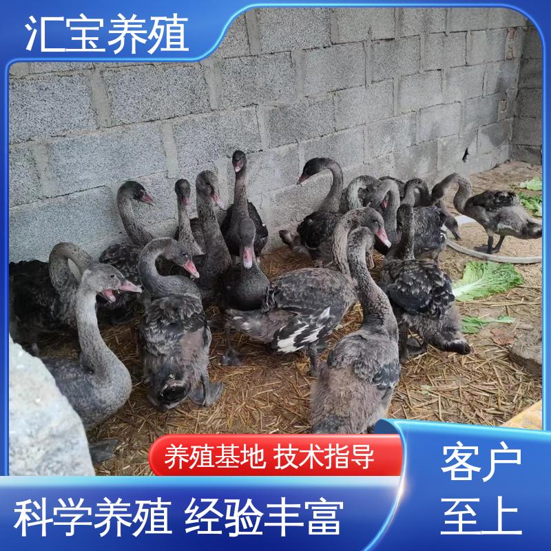 两年初产黑天鹅 实地引种考察 成长速度快 一窝多只 品种纯正 汇宝养殖