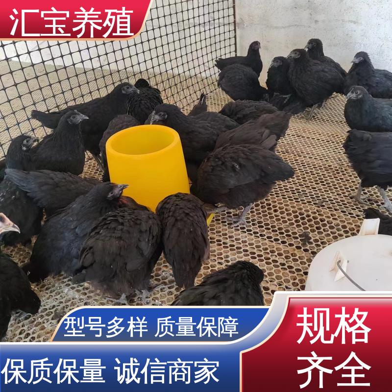 汇宝养殖 七彩山鸡苗 种鸡蛋产蛋率高 淘汰回收