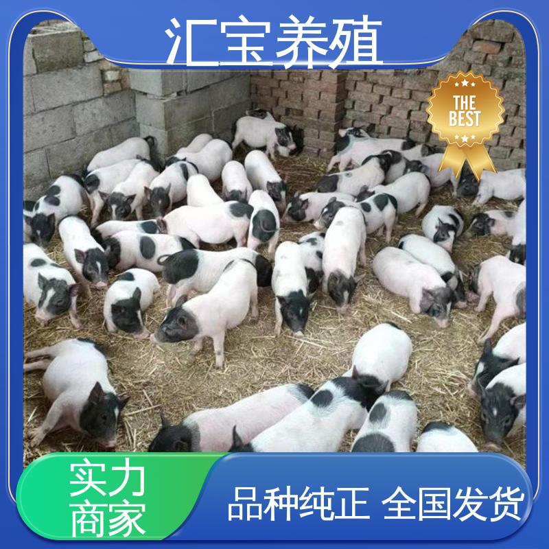 汇宝养殖 快速发货 小体型巴 马香猪 成年大猪均可出栏 实地引种考察