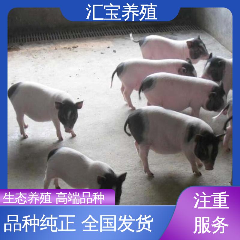 汇宝养殖 散养宠物 小体型巴 马香猪 品种繁多 包健康