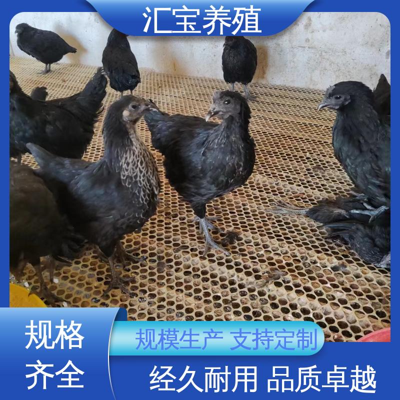 汇宝养殖 青脚麻鸡苗 种鸡蛋产蛋率高 批发基地