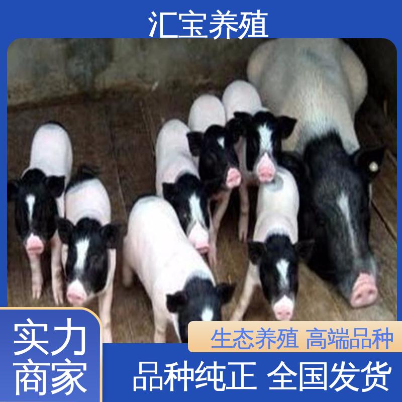 汇宝养殖 饲料五谷杂粮 巴 马香猪 包邮包运输 低成本高回收