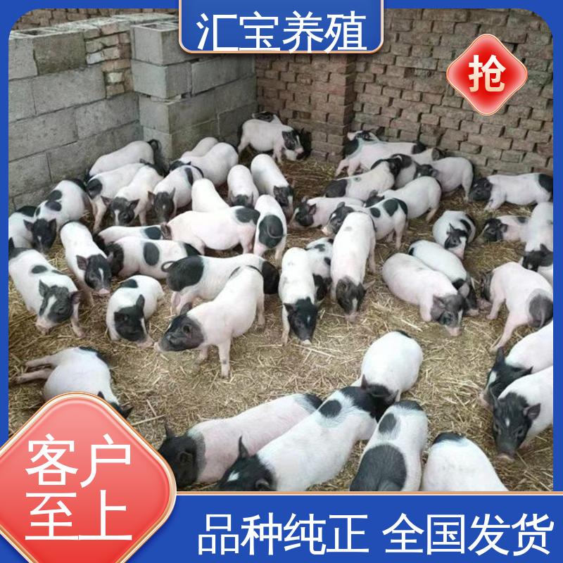 汇宝养殖 散养宠物 巴 马香猪成品猪 可以自提 零售价