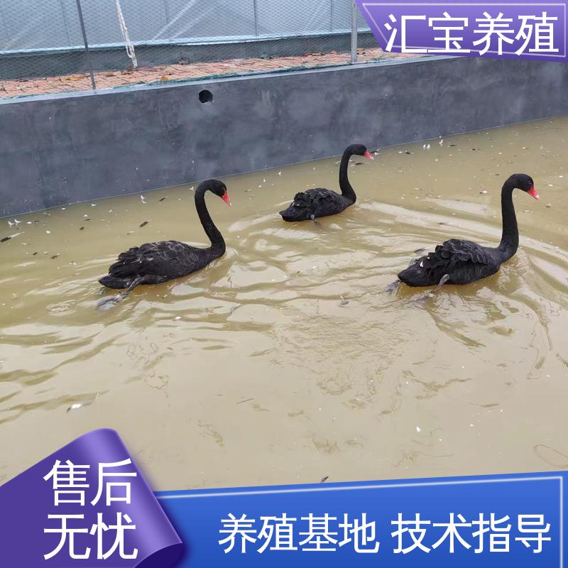 观赏黑天鹅 一只起发 四肢长度适中 品种纯正 提供技术指导 汇宝养殖