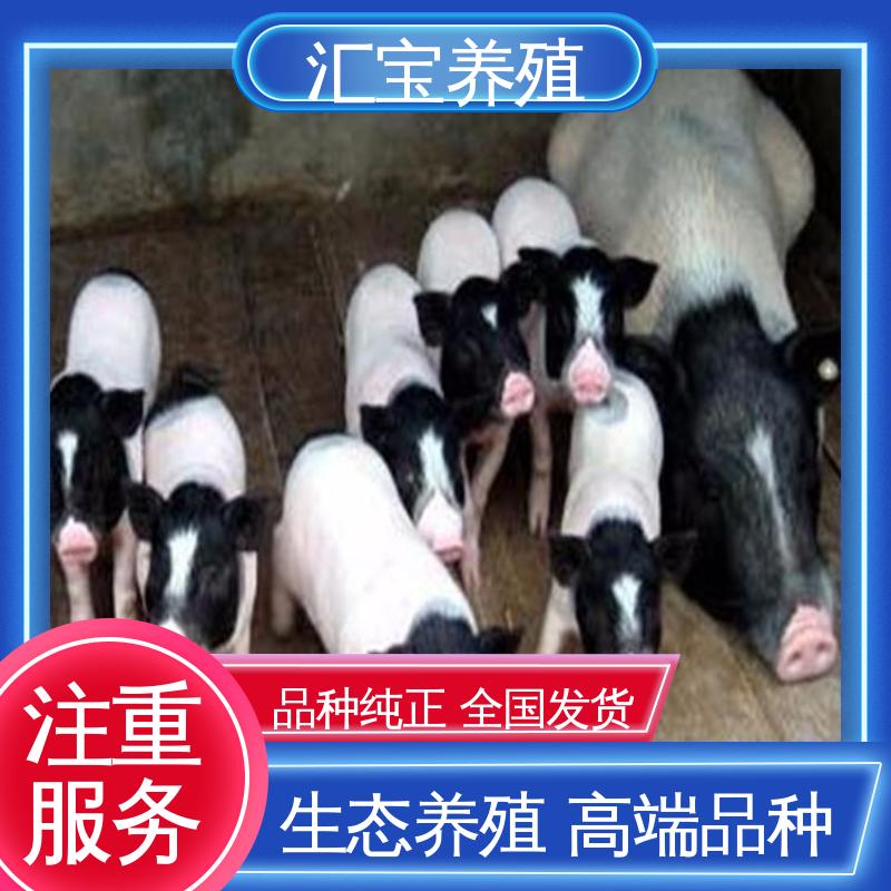 汇宝养殖 喂养简单 迷你巴 马香猪 抗病能力强 肉的特点