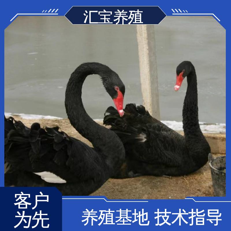 一对黑天鹅 高端品种 抗病能力强 不易生病 汇宝养殖