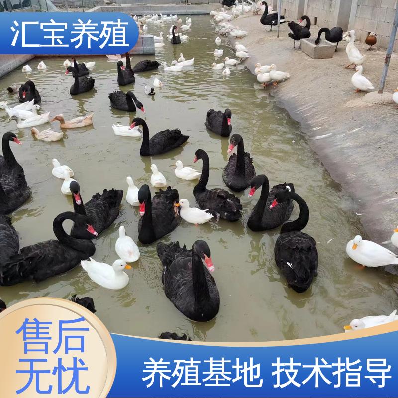 汇宝养殖 喂养方法 家养黑天鹅 包邮包运输 提供技术指导