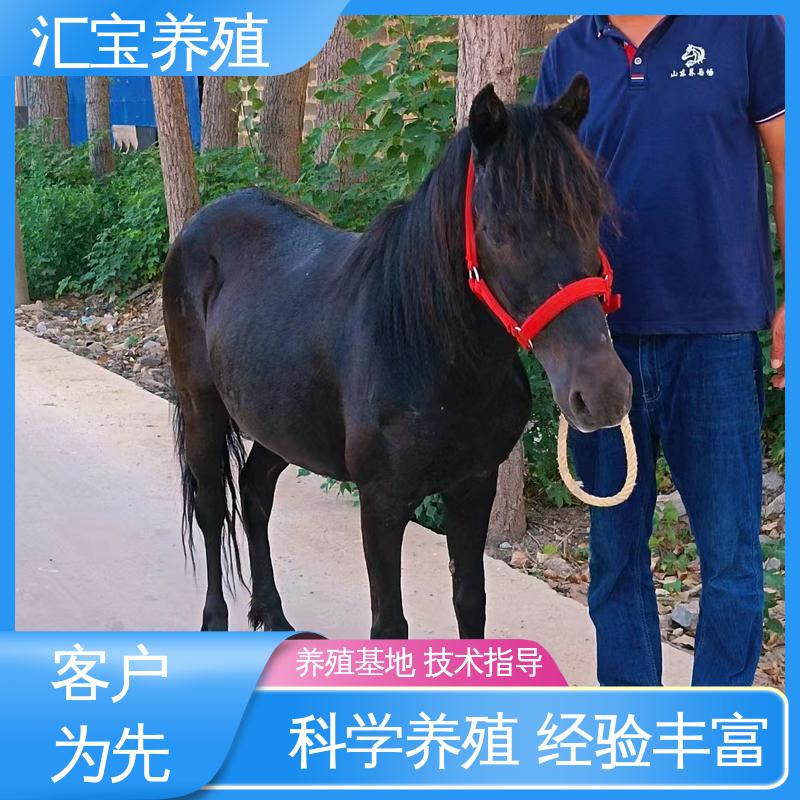 汇宝养殖 喂养方法 袖珍迷你矮马 马术俱乐部 不易生病