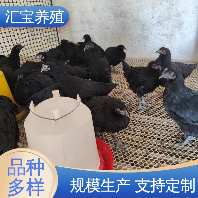 汇宝养殖 大红公鸡苗 允许个人饲养 6个月产蛋出栏