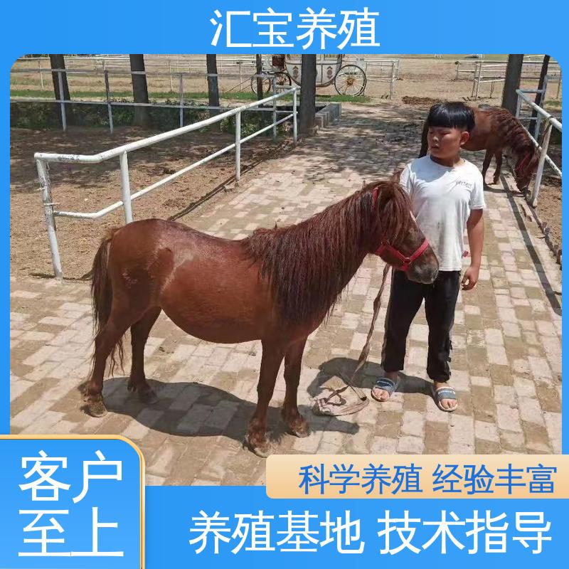 汇宝养殖 喂养方法 宠物矮马 包邮包运输 提供技术指导