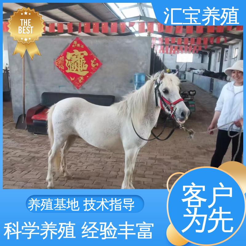 汇宝养殖 喂养方法 袖珍迷你矮马 包邮包运输 包回收包健康