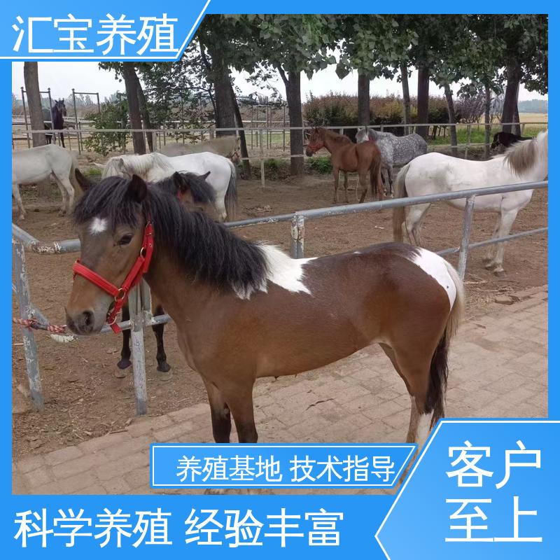 汇宝养殖 各种水果都可以吃 宠物矮马 景区观赏乘骑 提供技术指导