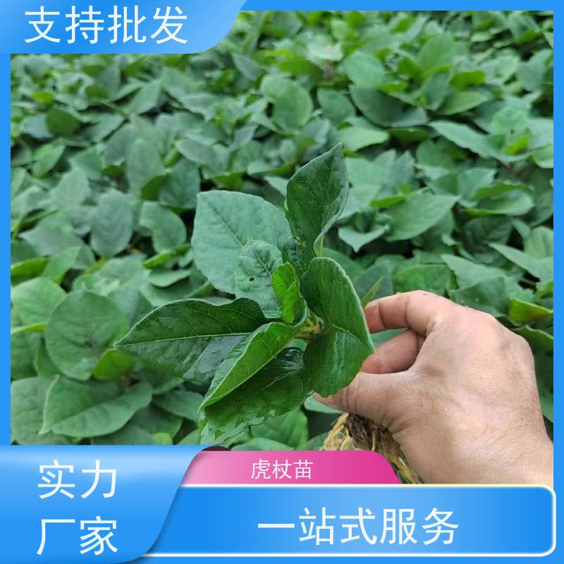 梵丰 人工培育虎杖苗 新鲜酸筒杆 嫩杆 花斑竹老杆 在线接单 物流配送 