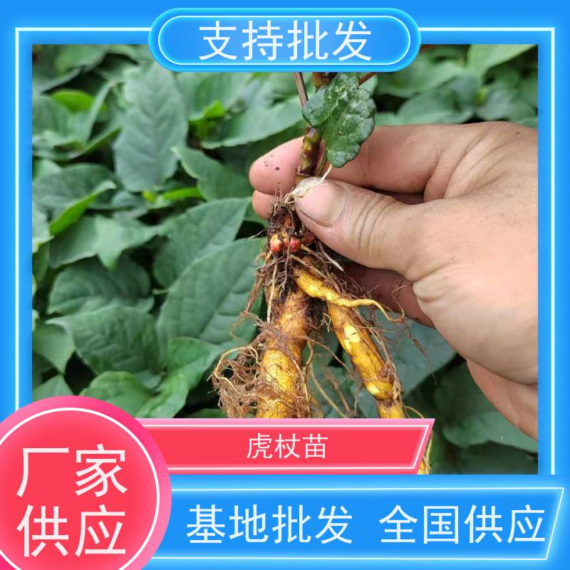 梵丰 虎杖回收 景区园林绿化造景工程苗 盆栽耐寒易活苗