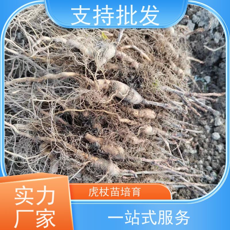 梵丰 虎杖苗种植 酸汤杆苗 花斑竹酸筒杆 库存充足 成活率高