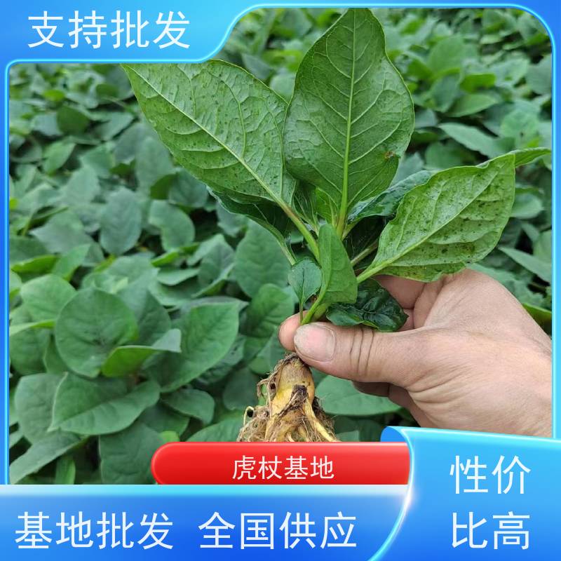 梵丰1号 虎杖苗的养护 斑杖根黄地榆苗庭院可种植 库存充足 厂家供应