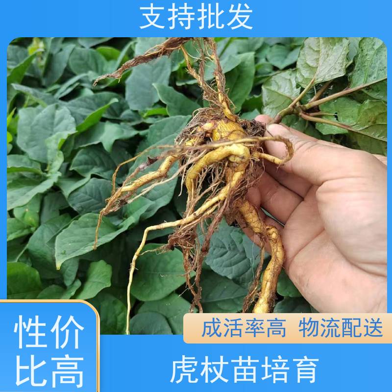 梵丰1号 虎杖苗 新鲜酸筒杆 嫩杆 花斑竹老杆 欢迎来电洽谈