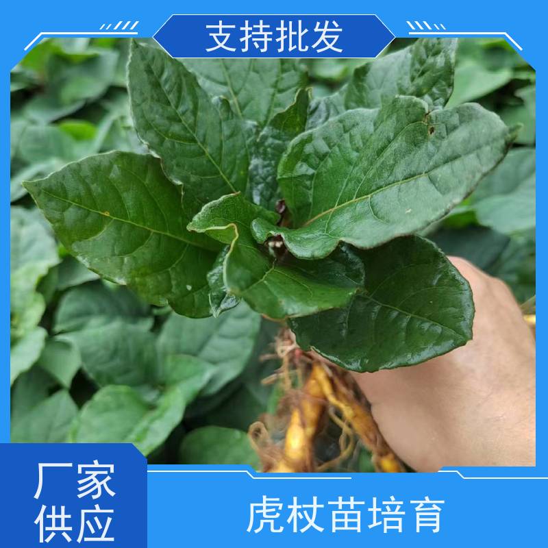梵丰1号 虎杖苗的养护 中药材苗容易种活 盆栽耐寒易活苗