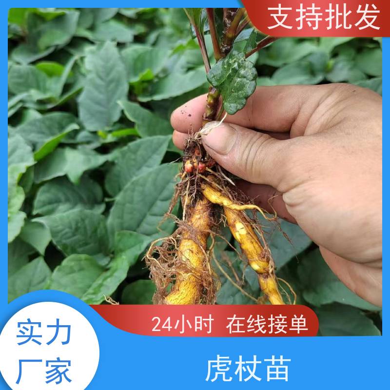 梵丰 虎杖基地 酸汤杆苗 花斑竹酸筒杆 库存充足 成活率高