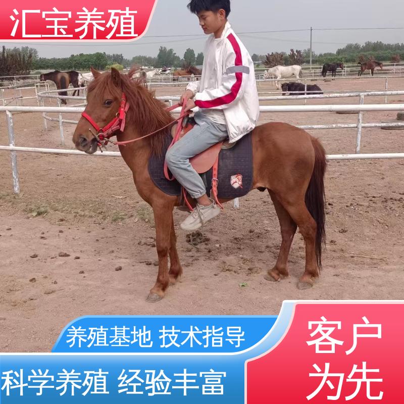 汇宝养殖 高端品种 小矮马 景区观赏乘骑 提供技术指导