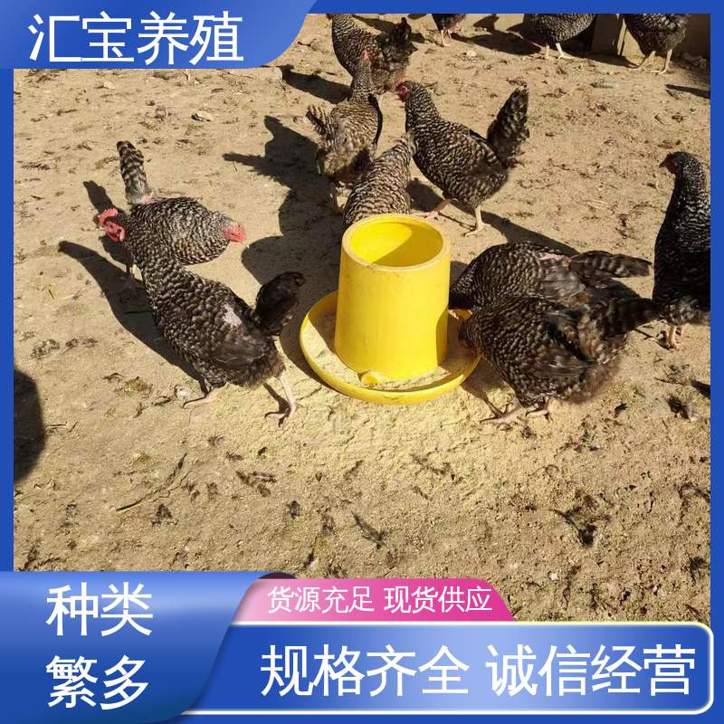 汇宝养殖 七彩山鸡苗 成年可下蛋 低成本高回收