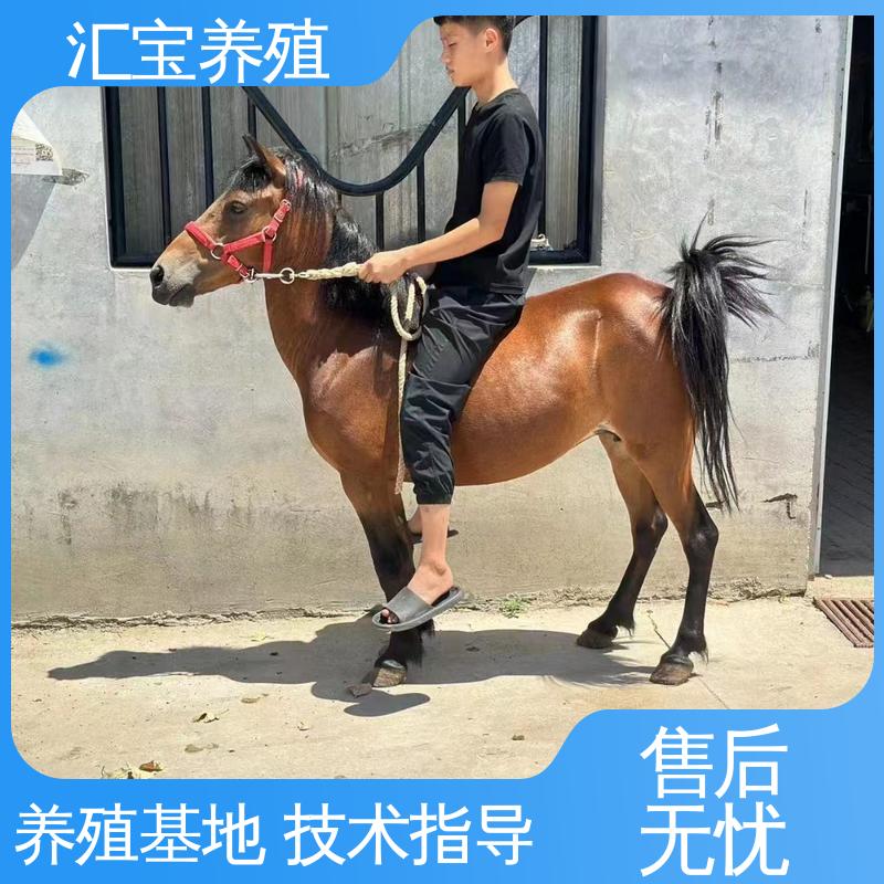 汇宝养殖 高端品种 德 保矮马 温顺可爱 包回收包健康