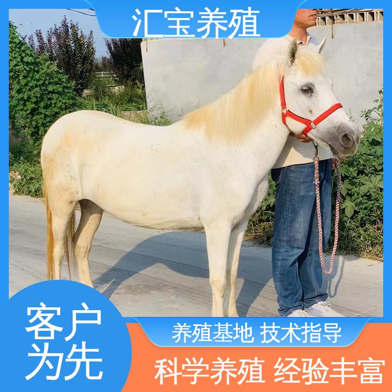 汇宝养殖 各种水果都可以吃 进口矮马设特兰 马术俱乐部 实地引种考察