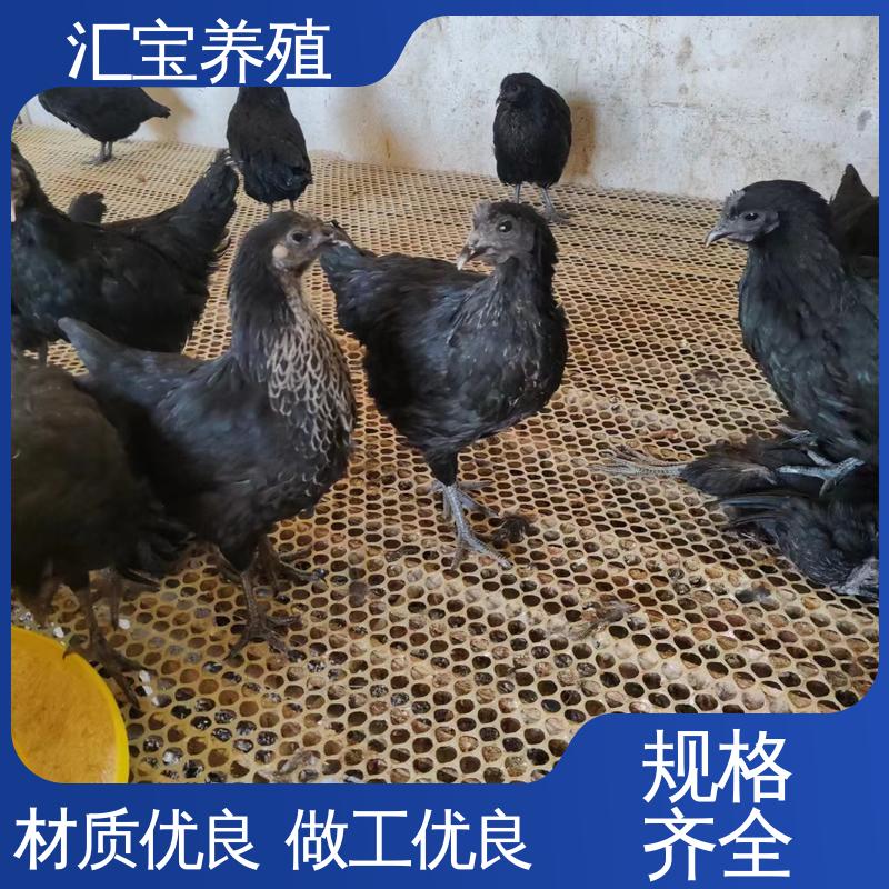 汇宝养殖 菜鸡鸡苗 种鸡蛋产蛋率高 低成本高回收