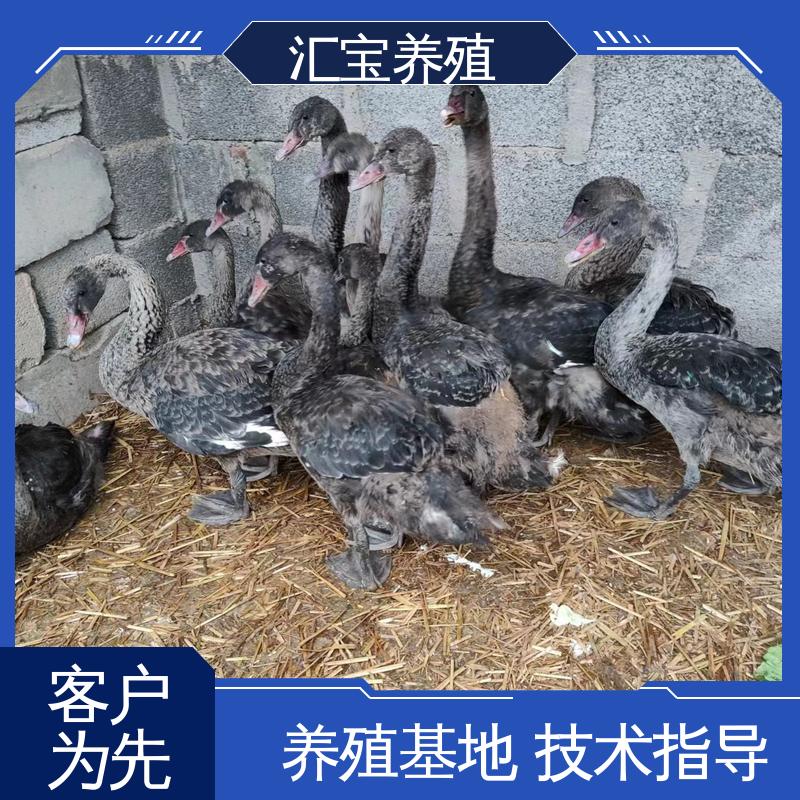 体型优美 动物园改良 黑天鹅 包回收包健康 高端品种 汇宝养殖