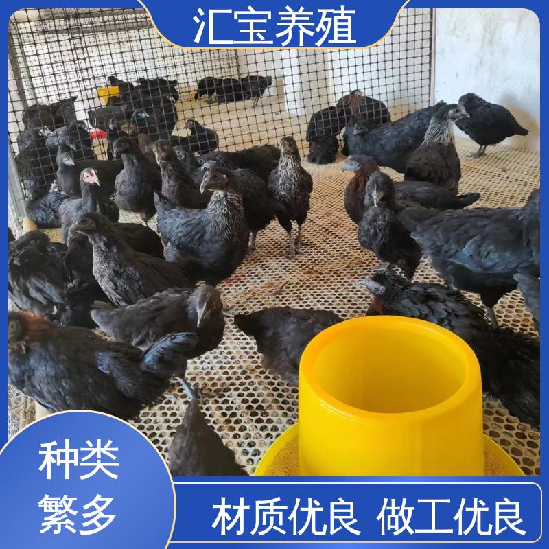 汇宝养殖 笨鸡鸡苗 允许个人饲养 包回收包健康