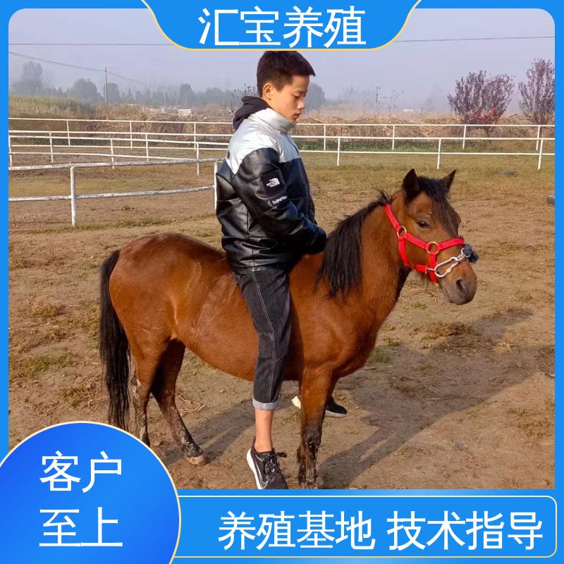 汇宝养殖 喂养方法 进口矮马设特兰 景区观赏 实地引种考察