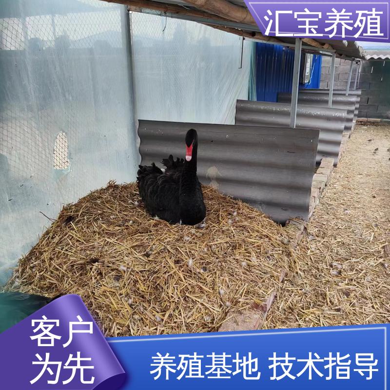 包邮包运输 六个月青年黑天鹅 实地引种考察 品种纯正 汇宝养殖