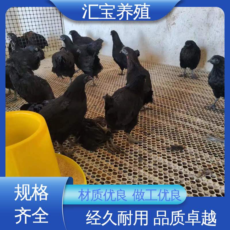 汇宝养殖 五黑鸡鸡苗 产蛋速度快 低成本高回收