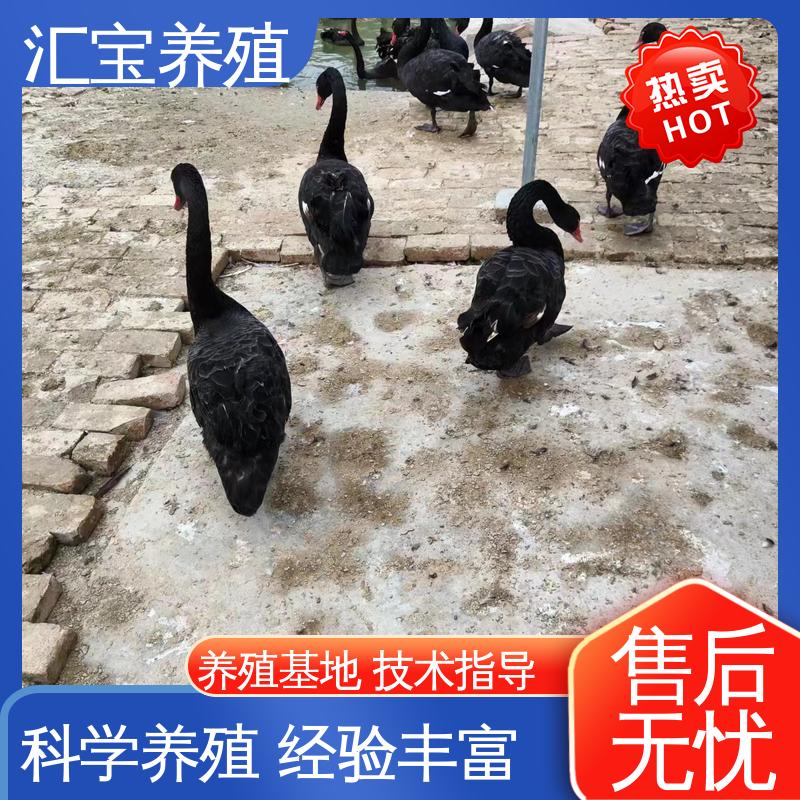抗病能力强 家养黑天鹅 品种纯正 实地引种考察 汇宝养殖