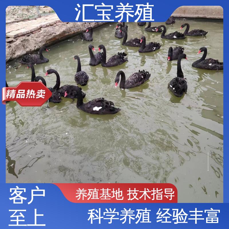 汇宝养殖 体型优美 动物园改良 喂养方法 提供技术指导 一年青年黑天鹅
