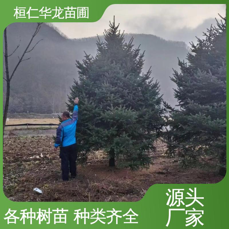 华龙苗圃 基地批发 常绿乔木 大量供应 粗枝云杉