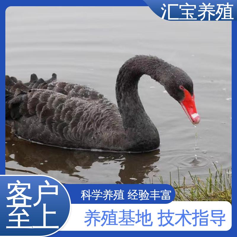 不易生病 抗病能力强 美丽的黑天鹅 高端品种 汇宝养殖