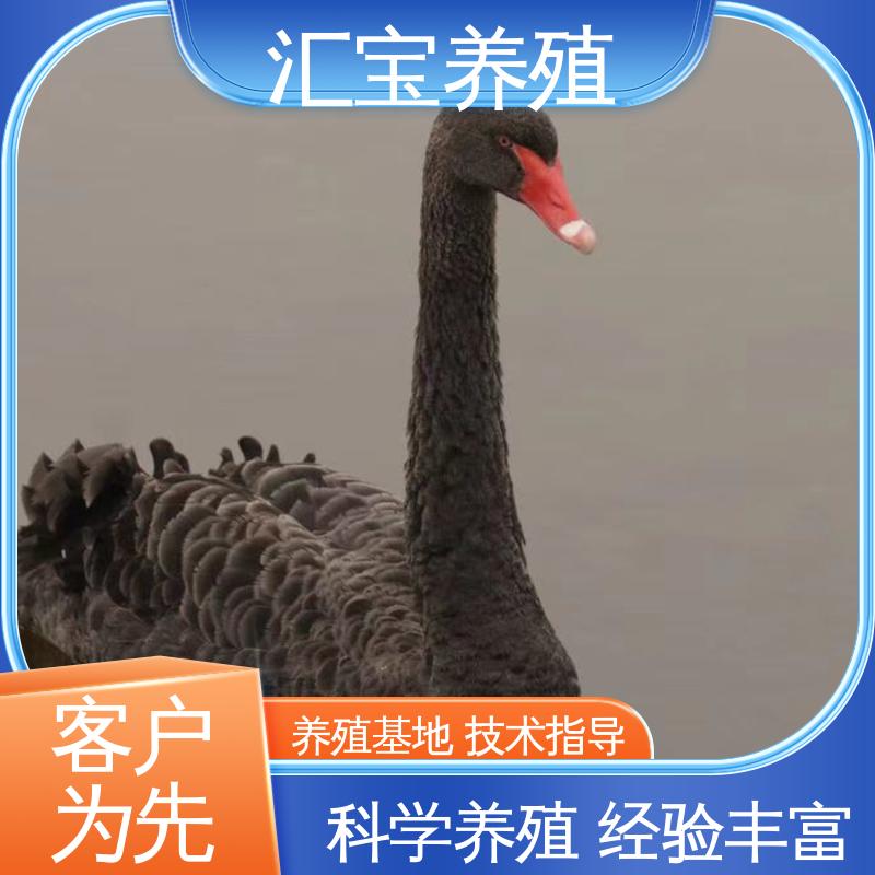 汇宝养殖 成长速度快 一窝多只 喂养方法 家养黑天鹅 不易生病