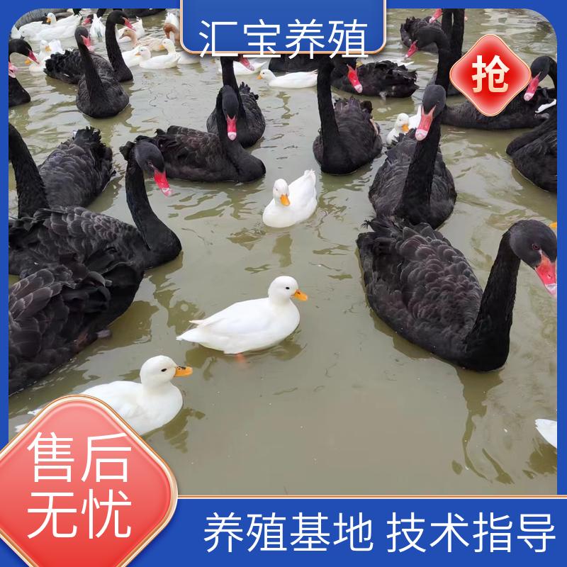 一对黑天鹅 包回收包健康 高端品种 体型优美 动物园改良 汇宝养殖